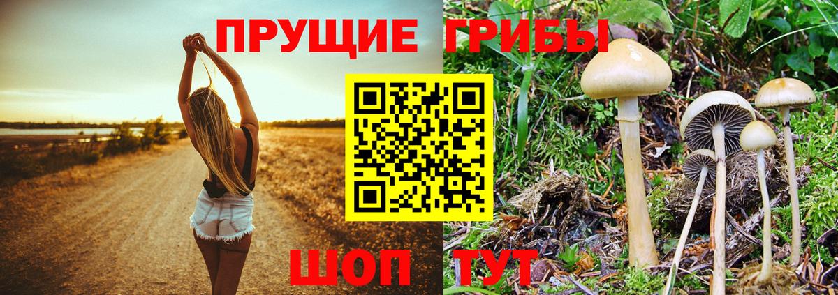 Псилоцибиновые грибы Psilocybine cubensis Моршанск